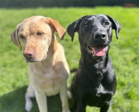dog rehoming in northamptonshire